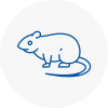 Rat Control Crawley